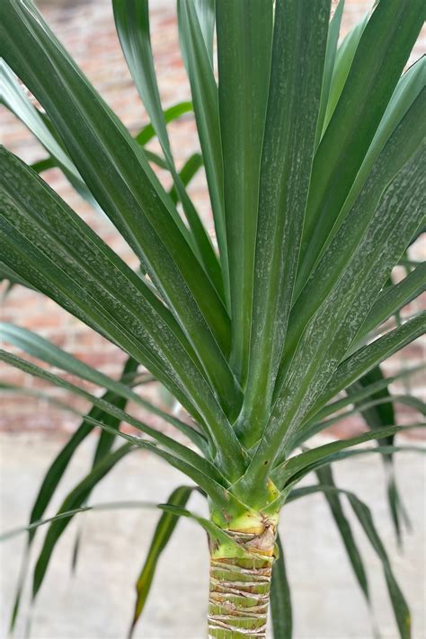 Dracaena Arborea Single 17 Sprout Home