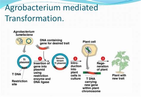 Unit II Biotechnology In Agriculture Flashcards Quizlet