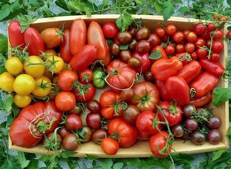 Guía Imprescindible Del Cultivo Del Tomate Agromática