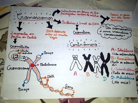 Mapa Mental Sobre Cromossomos Study Maps