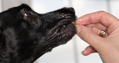 L utilité de la transition alimentaire chez un chien