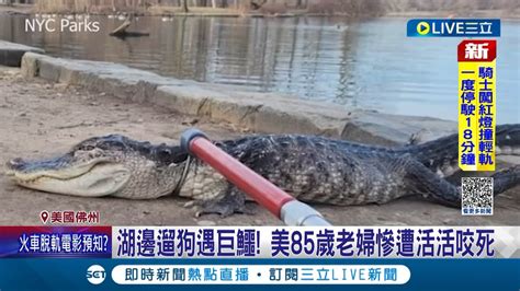 公園怎麼會有鱷魚 全美鱷魚出沒 佛州婦遛狗竟遭鱷魚活活咬死 專家懷疑有人棄養 │【國際大現場】20230221│三立新聞台 Youtube