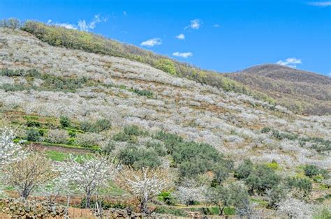 Premium Photo Cherry Blossoms In The Jerte Valley Spain