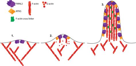 Cooperative Assembly Of Filopodia By The Formin Fmnl And I Bar Domain