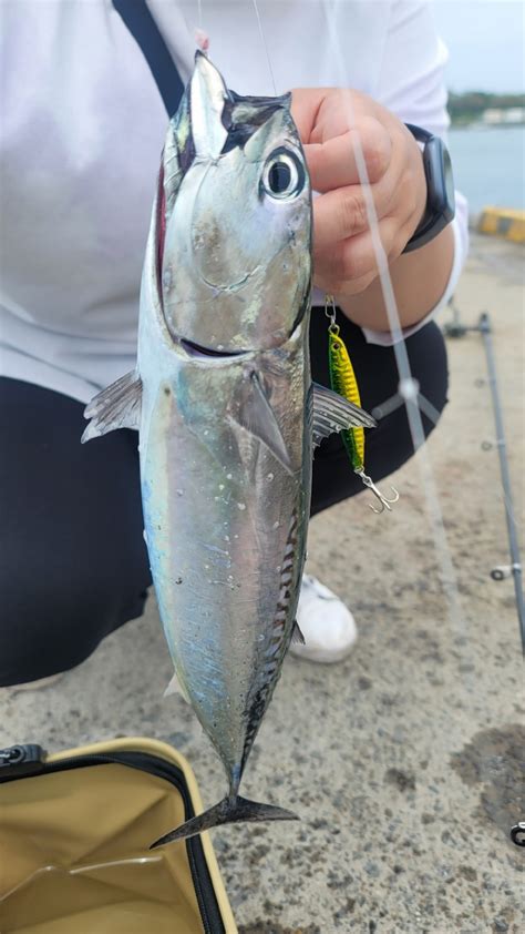 初心者🔰女子 さんの 2024年07月11日のソウダガツオの釣り・釣果情報千葉県 館山湾 アングラーズ 釣果600万件の魚釣り