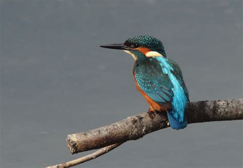 Martin pêcheur d Europe Alcedo atthis Common Kingfisher Flickr