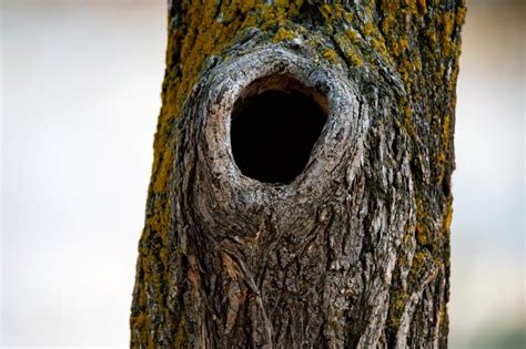 Comment boucher un trou dans un tronc d arbre le blog Déco Maison