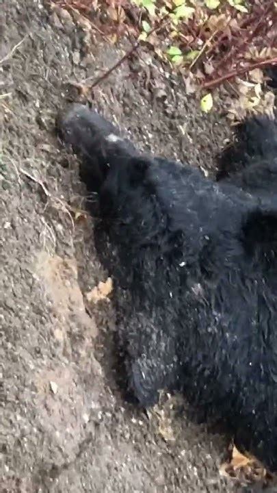 Seen Dead Black Bear At Lake Tahoe Seems As If It Was Either Dumped There Or Shot As It Was