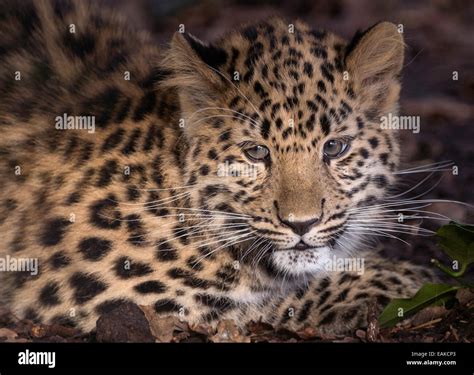 Female Amur Leopard Cub Close Up Stock Photo Alamy