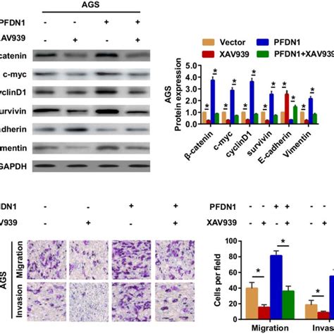 Wnt Catenin Signaling Dependent Mechanism Of Pfdn Facilitated Cell