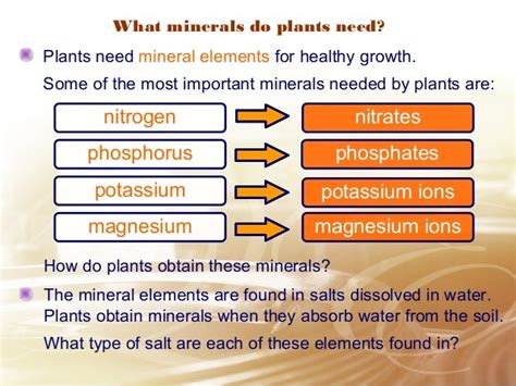 Plants Nutrition