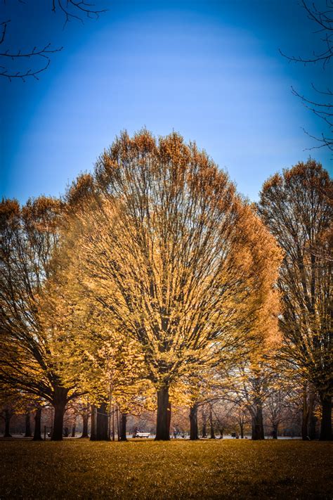 Autumn Tree In A Park Free Stock Photo - Public Domain Pictures