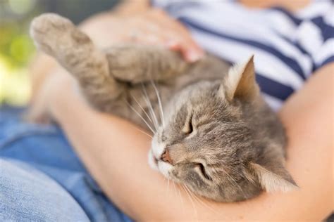 Happy Cat Month September 2024 Days Of The Year