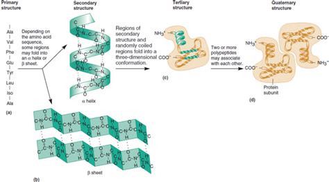 Winemaker's Research Exchange - Protein folding explains protein ...