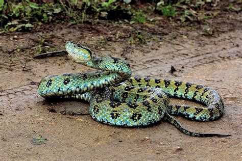 What is the biggest snake in the world meet the longest and heaviest