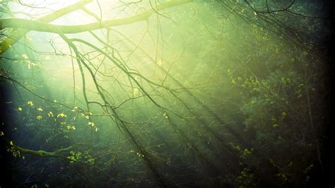 Wallpaper Sunlight Trees Forest Nature Reflection Grass Branch