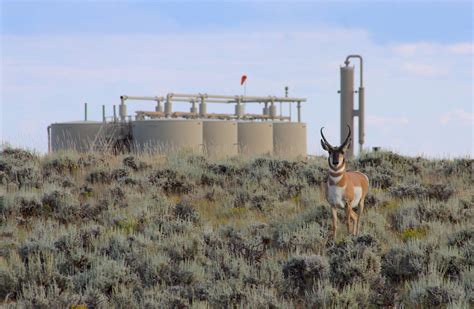 Industry County Governments Question And Contest ‘path Of The Pronghorn’ Protections Wyofile