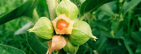 Benefits Of Ashwagandha For Mental Health Holland And Barrett