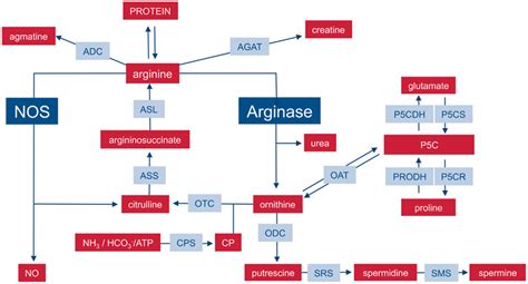 Important Pathways Of Mammalian Arginine Metabolism M1 And M2