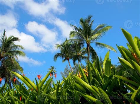 exuberante vegetación y clima tropical 1355544 Foto de stock en Vecteezy