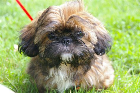 10 Eclectic Chinese Dog Breeds