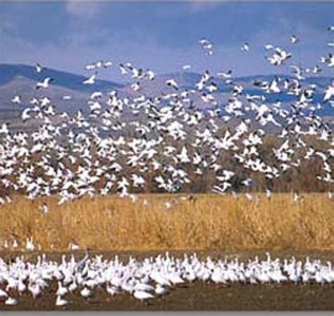 Bosque Del Apache National Wildlife Refuge