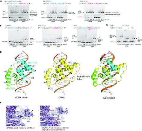 Structural Basis Of Sdux Interaction With Dna A Binding Of Dux