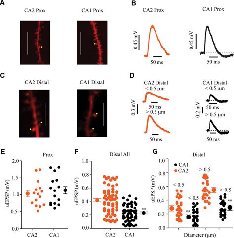 Glutamate UEPSPs In CA2 And CA1 PNs A C Two Photon Laser Scanning