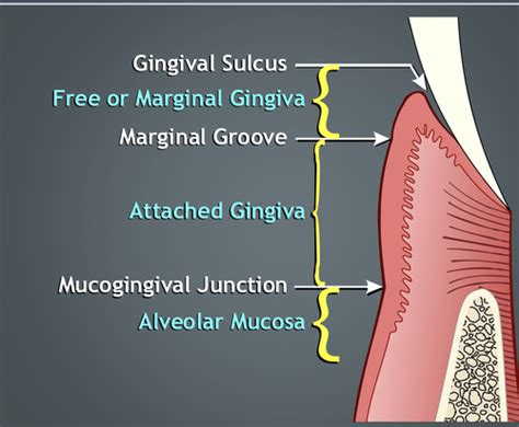 Anatomy Of Periodontium Flashcards Quizlet