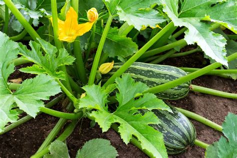 Le compagnonnage des courgettes avec quels légumes les associer