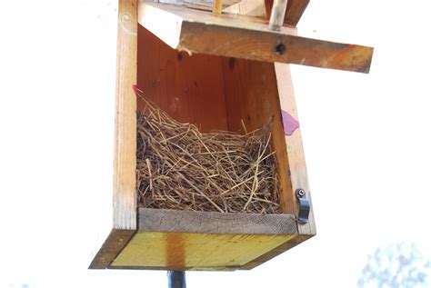 Bluebird VS House Sparrow Nest | Please note the difference … | Flickr