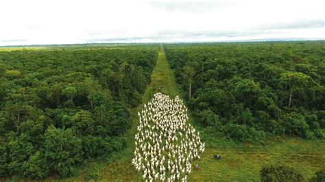 Comissão do Senado aprova projeto que altera Código Florestal entenda