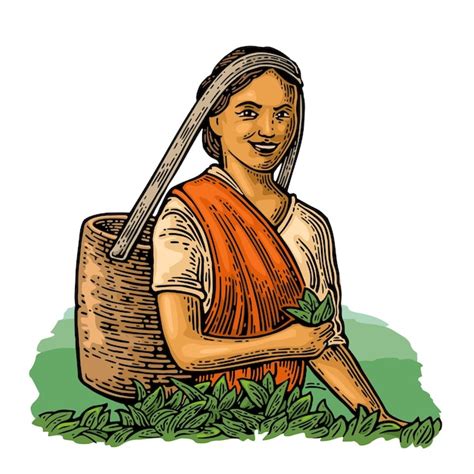 Premium Vector Female Tea Pickers Harvesting Leaves Hand Drawn Sketch