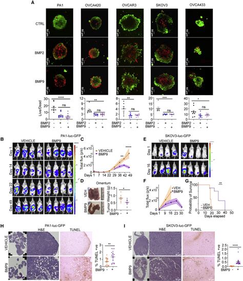 Reciprocal Sox Regulation By Smad Smad Is Critical For Anoikis