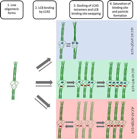 Lc Dependent Oligomerization Model Of Lca An Initial Low Oligomeric