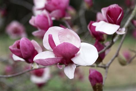 Southern Lagniappe: Pink Magnolias