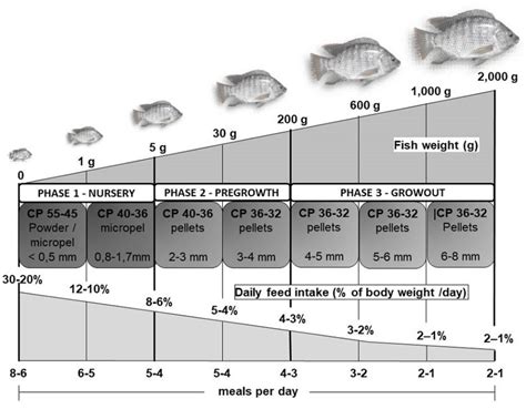 Advances In Tilapia Nutrition Part 2 Responsible Seafood Advocate