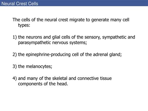 Ppt Neural Crest Cells Powerpoint Presentation Free Download Id 5134081