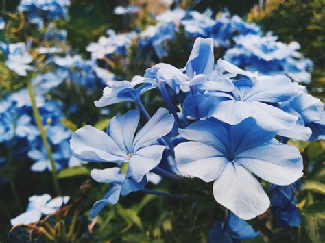 Kostenlose foto Natur blühen Blume Blütenblatt Botanik blau