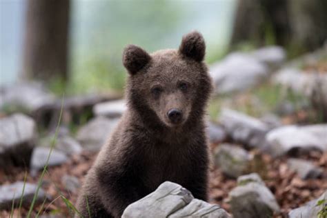 Sad Baby Bear Stock Photos Pictures And Royalty Free Images Istock