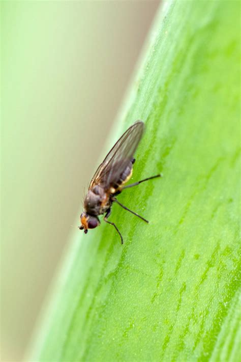 Spotting Leaf Miner Damage How To Get Rid Of This Hungry Pest