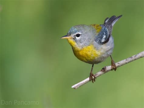 northern parula ebirdr