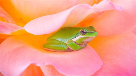 Pink Tree Frog