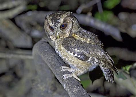 Collared scops owl - Alchetron, The Free Social Encyclopedia