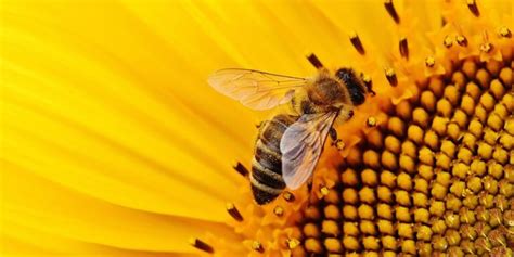 Klappkarte gestalten Der Körperbau der Bienen Lehrerinsel