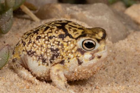 Desert Rain Frog 101: Physical Characteristics, Habitat, Behavior, and Conservation Status