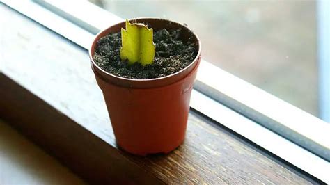 How To Plant A Cactus Cutting An Easy Guide For Growing Cacti