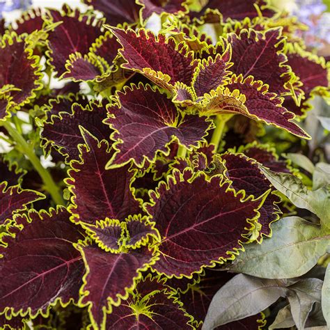 Colorblaze® Wicked Witch™ Solenostemon Garden Crossings