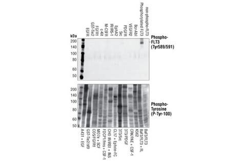 Phospho FLT3 Tyr589 591 30D4 Rabbit MAb Cell Signaling Technology