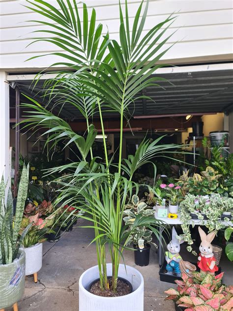 Kentia Palm Howea Forsteriana The Ruby Plants